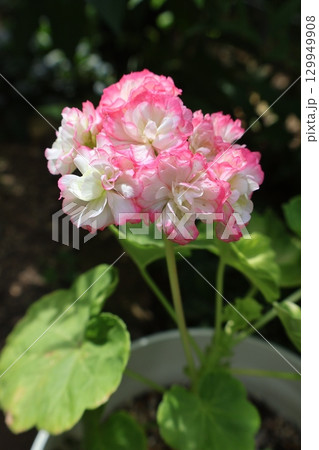 バラ咲きゼラニウムの花 バラ咲きゼラニウムの花 129949908