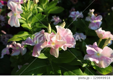 朝陽を浴びるパステルカラーのニチニチソウ 129949918