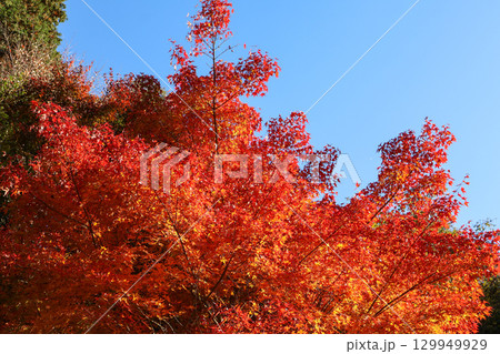 真っ赤に色づいた紅葉と青い秋空が広がる日本 真っ赤に色づいた紅葉と青い秋空が広がる日本 129949929