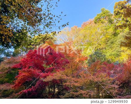 鮮やかな日本の紅葉と青い秋空 鮮やかな日本の紅葉と青い秋空 129949930