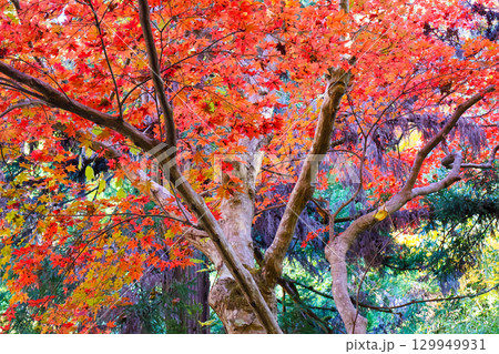 美しい赤い紅葉の木 美しい赤い紅葉の木 129949931