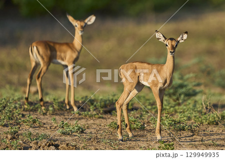 Young Impala in South Luangwa National Park Young Impala in South Luangwa National Park 129949935