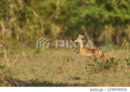 Young Impala in South Luangwa National Park 129949938