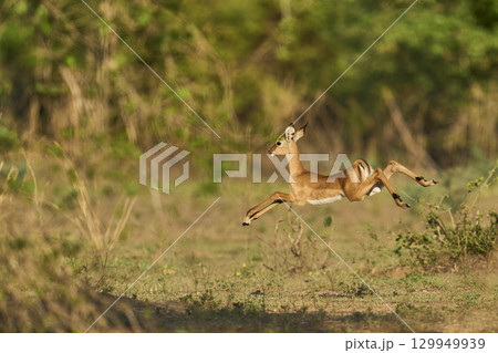 Young Impala in South Luangwa National Park 129949939
