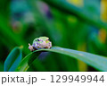 グッジョブなアマガエル（横） 129949944
