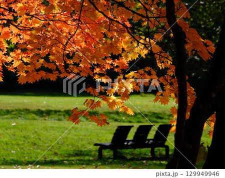 紅葉の真駒内公園 129949946