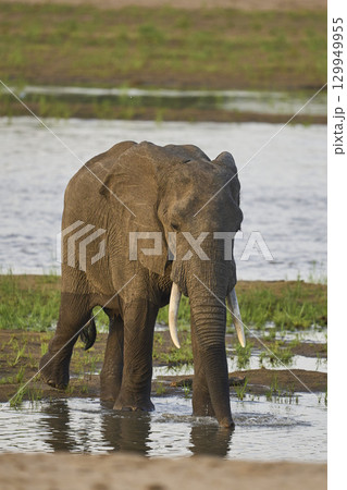 Bull African Elephants at the Luangwa River Bull African Elephants at the Luangwa River 129949955