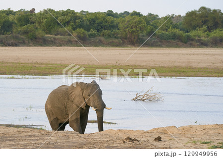 Bull African Elephants at the Luangwa River Bull African Elephants at the Luangwa River 129949956