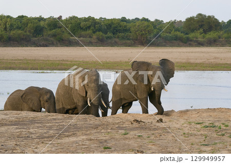 Bull African Elephants at the Luangwa River Bull African Elephants at the Luangwa River 129949957