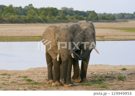 Bull African Elephants at the Luangwa River Bull African Elephants at the Luangwa River 129949958