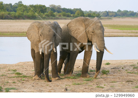 Bull African Elephants at the Luangwa River Bull African Elephants at the Luangwa River 129949960