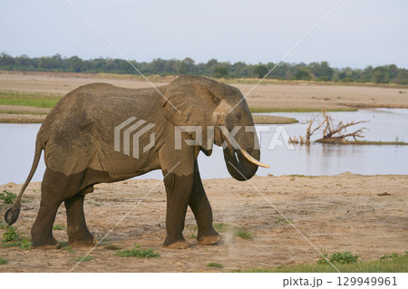 Bull African Elephants at the Luangwa River Bull African Elephants at the Luangwa River 129949961