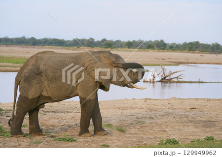 Bull African Elephants at the Luangwa River Bull African Elephants at the Luangwa River 129949962