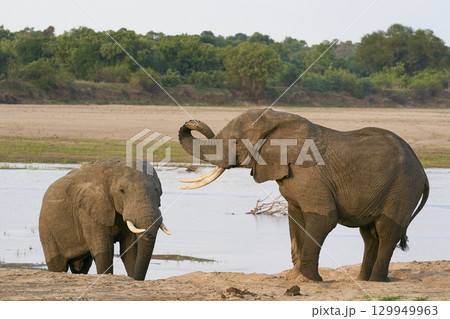 Bull African Elephants at the Luangwa River 129949963