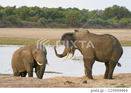 Bull African Elephants at the Luangwa River 129949964