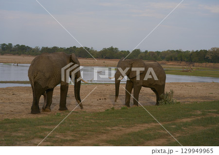 Bull African Elephants at the Luangwa River 129949965