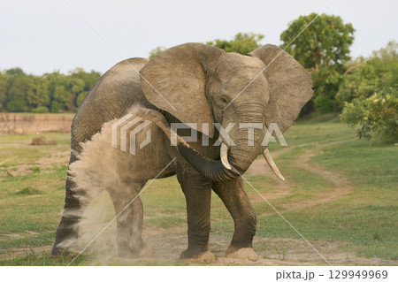 Bull African Elephants at the Luangwa River 129949969