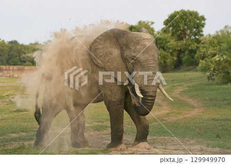 Bull African Elephants at the Luangwa River Bull African Elephants at the Luangwa River 129949970