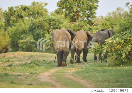 Bull African Elephants at the Luangwa River Bull African Elephants at the Luangwa River 129949971