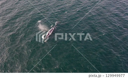 Aerial view of fin whale, Balaenoptera physalus, feeding in Donegal Bay, Ireland 129949977