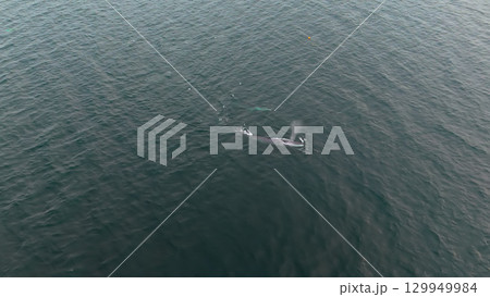 Aerial view of two fin whales, Balaenoptera physalus, hunting in Donegal Bay, Ireland 129949984