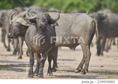 Large herd of African Buffalo 129950065