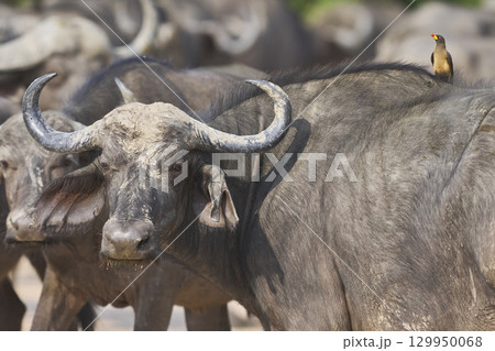 Large herd of African Buffalo Large herd of African Buffalo 129950068