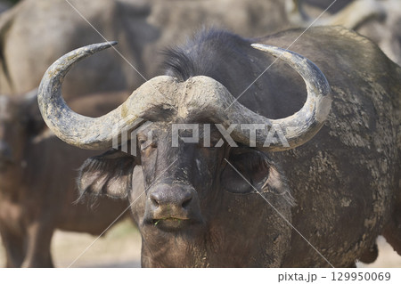 Large herd of African Buffalo Large herd of African Buffalo 129950069