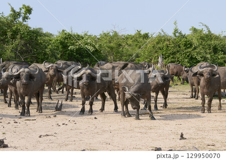 Large herd of African Buffalo 129950070