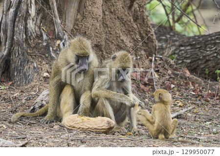 Yellow Baboon feeding Yellow Baboon feeding 129950077