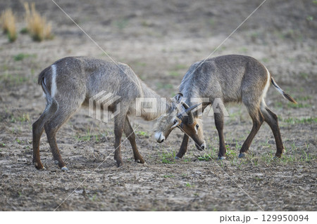 Waterbuck in South Luangwa National Park 129950094