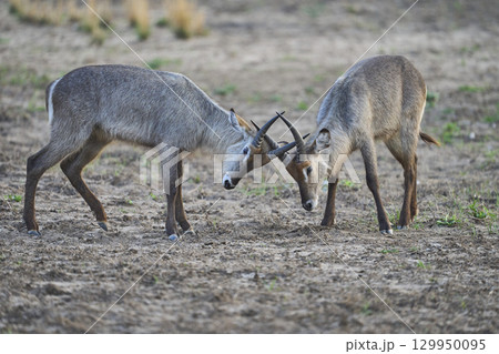 Waterbuck in South Luangwa National Park Waterbuck in South Luangwa National Park 129950095