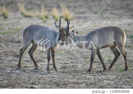 Waterbuck in South Luangwa National Park Waterbuck in South Luangwa National Park 129950096