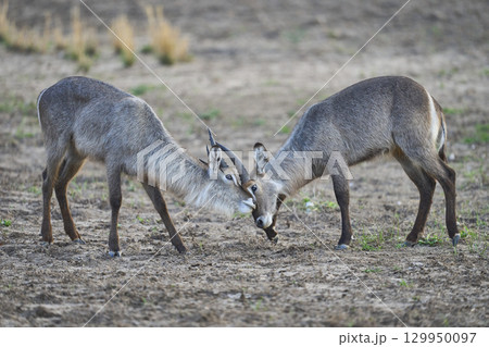 Waterbuck in South Luangwa National Park Waterbuck in South Luangwa National Park 129950097