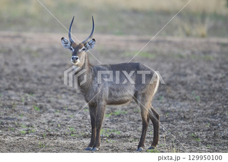 Waterbuck in South Luangwa National Park 129950100