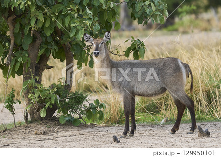 Waterbuck in South Luangwa National Park 129950101
