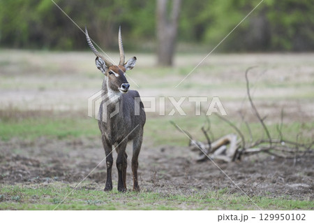 Waterbuck in South Luangwa National Park Waterbuck in South Luangwa National Park 129950102