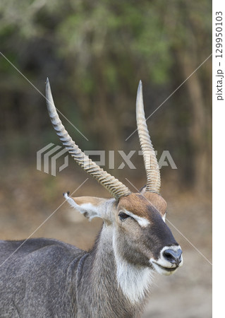 Waterbuck in South Luangwa National Park 129950103