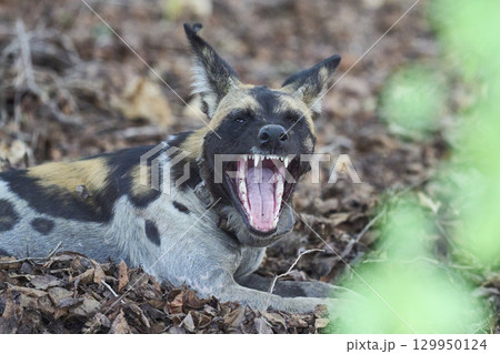 African Wild Dog 129950124