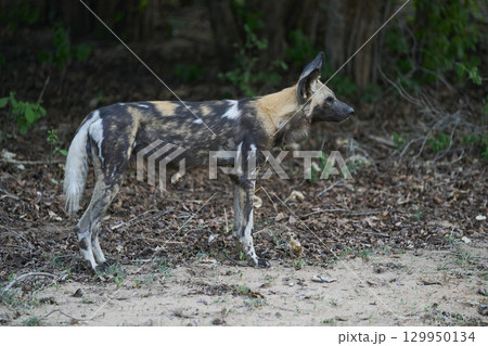 African Wild Dog 129950134