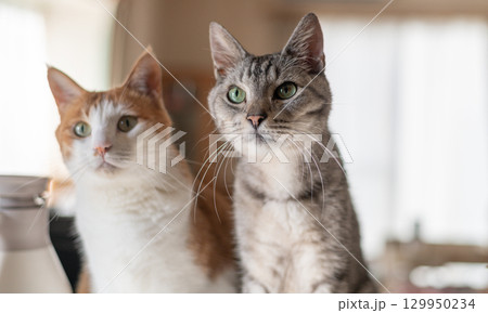 並んで見つめる二匹の猫 並んで見つめる二匹の猫 129950234
