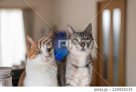 並んで見つめる二匹の猫 並んで見つめる二匹の猫 129950235