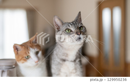 並んで見つめる二匹の猫 並んで見つめる二匹の猫 129950236