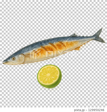 秋の味覚 秋刀魚とすだちのイラスト(魚・切り抜き) 秋の味覚 秋刀魚とすだちのイラスト(魚・切り抜き) 129950246
