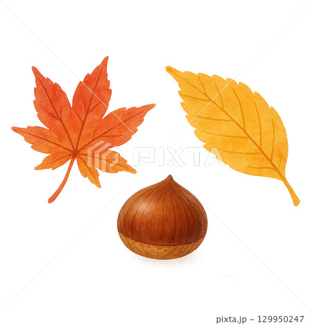 紅葉と栗の秋イラスト（植物・木の実・切り抜き） 129950247
