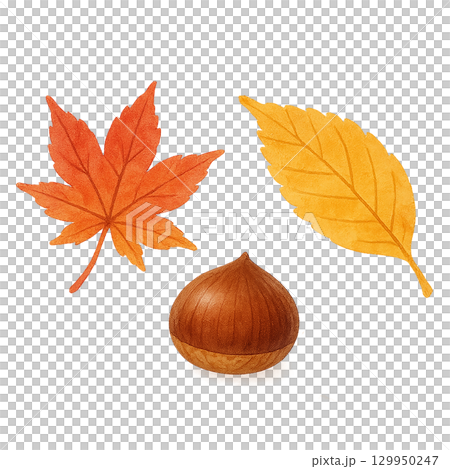 紅葉と栗の秋イラスト（植物・木の実・切り抜き） 129950247