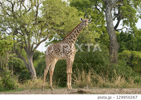 Thornicroft giraffe in South Luangwa National Park Thornicroft giraffe in South Luangwa National Park 129950267