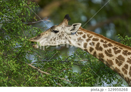Thornicroft giraffe in South Luangwa National Park Thornicroft giraffe in South Luangwa National Park 129950268