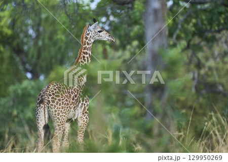 Thornicroft giraffe in South Luangwa National Park Thornicroft giraffe in South Luangwa National Park 129950269
