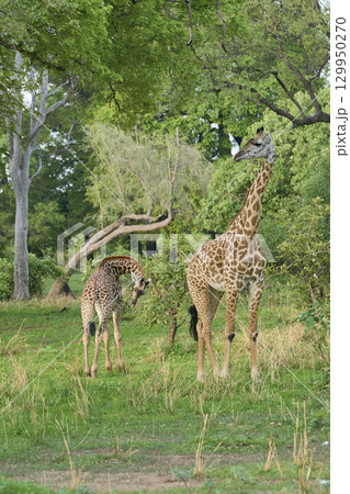 Thornicroft giraffe in South Luangwa National Park 129950270